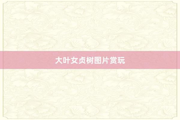 大叶女贞树图片赏玩